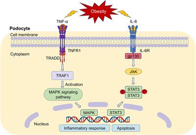 Effects of Inonotus obliquus on ameliorating podocyte injury in ORG mice through TNF pathway and prediction of active compounds